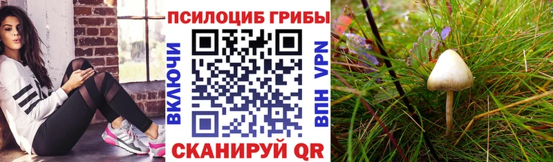 KRAKEN рабочий сайт Шлиссельбург Псилоцибиновые грибы прущие грибы